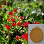 100% natural Salidroside,Rosavin Rhodiola Rosea Extract