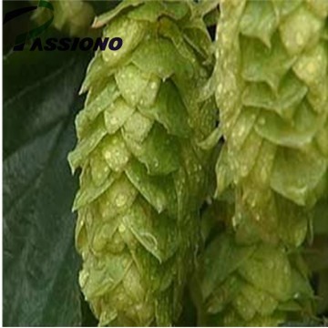  Hops Powder Extract