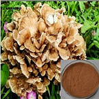 Maitake Mushroom extract