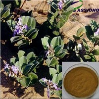 Chastree Berry Extract powder