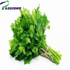 Parsley Extract