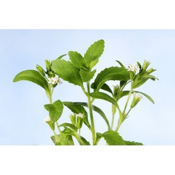 Stevia Extract 