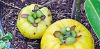 Garcinia Cambogia?Extract
