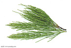 Horsetail Extract