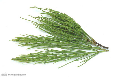 Horsetail Extract