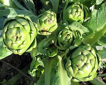 Artichoke Extract