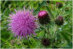 Milk Thistle Extract