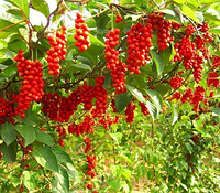 Schisandra Fine Powder Extract