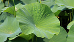 Lotus Leaf Extract