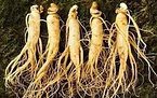 Ginseng Fine PowderExtract