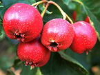 Hawthorn Fruit Extract