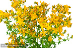 St.John’s wort Extract