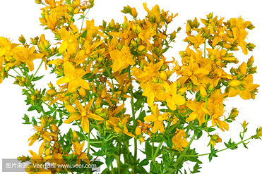 St.John’s wort Extract