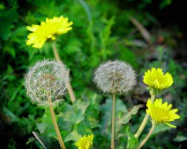 Dandelion Extract