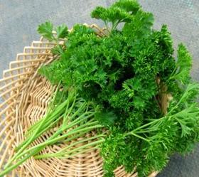 Parsley Extract