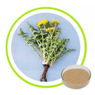 Dandelion Extract