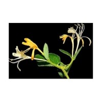 Forsythia extract