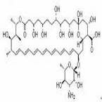 Amphotericin B