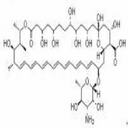 Amphotericin B
