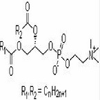 Phosphatidyl serine