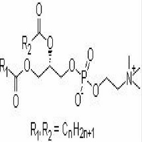 Phosphatidyl serine