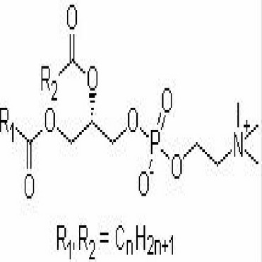 Phosphatidyl serine