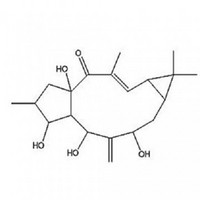 7β-Hydroxylathyrol