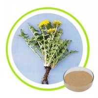  Natural Dandelion Extract Powder