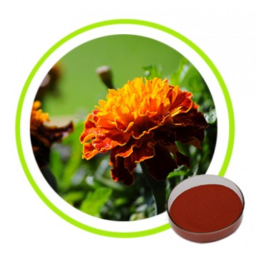 Natural Marigold Flower Extract Lutein Powder