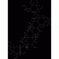 Panax Gingseng Extract HPLC 20%