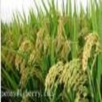 Rice bran protein