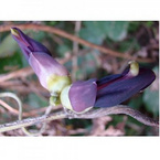 Mucuna pruriens extract