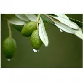 Olive Leaf Extract