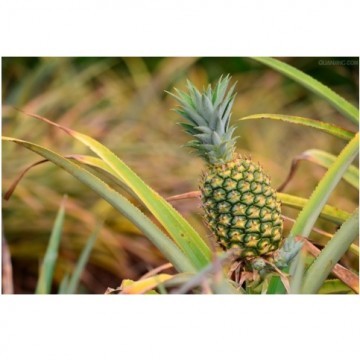 Pineapple Extract (Ananas sativus extract)