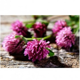 Red clover extract