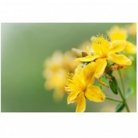 St.John’s Wort Extract