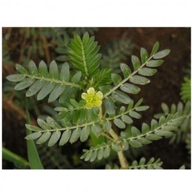 Tribulus Terrestris Extract( Puncture Vine)