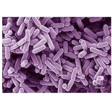 Lactobacillus plantarum