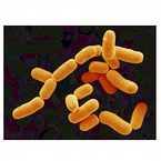 Lactobacillus rhamnosus