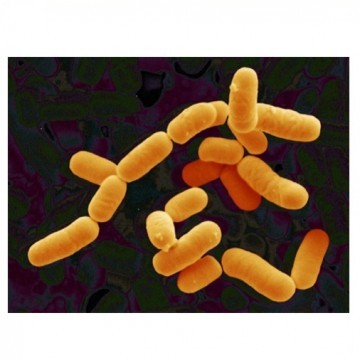 Lactobacillus rhamnosus