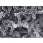 Lactobacillus casei