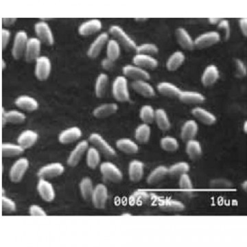 Streptococcus thermophilus