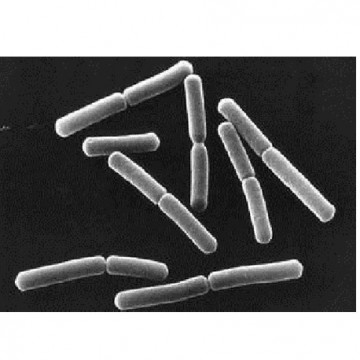 Bacillus subtilis