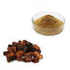 Chaga Mushroom