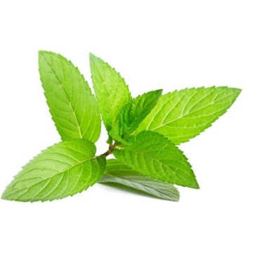 Mentha Piperita Leaf Extract