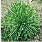 Yucca Root Extract