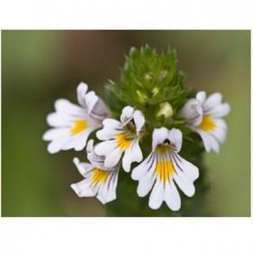 Euphrasia Extract