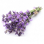 Lavandula Angustifolia Extract