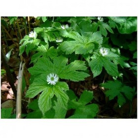 Hydrastis Canadensis Extract