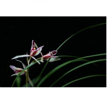 Cymbidium Goeringii Extract